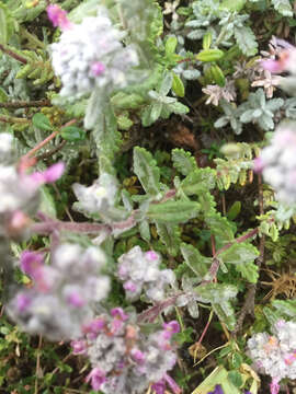 Image of Felty Germander