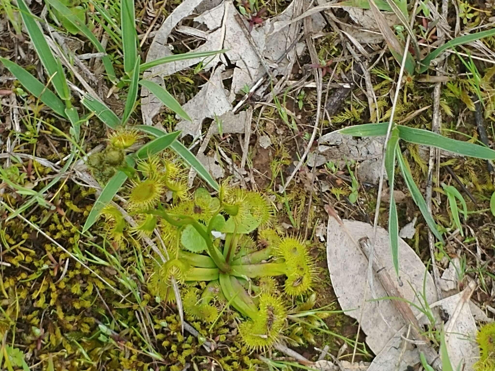 Drosera gunniana的圖片