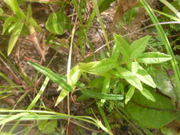 Image of wavyleaf noseburn