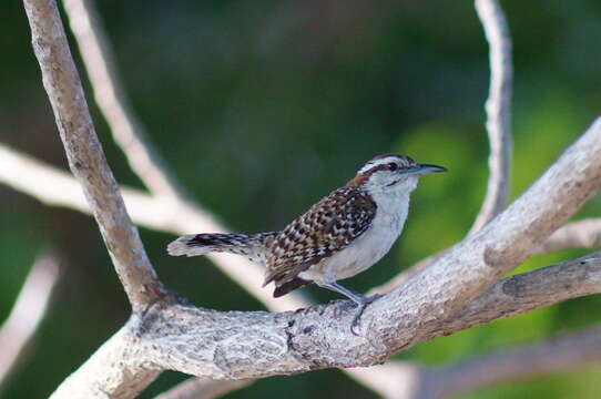 Image of Veracruz Wren