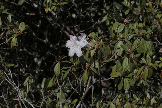 صورة Rhododendron ciliicalyx Franch.