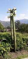 Image de Trichocereus macrogonus var. pachanoi