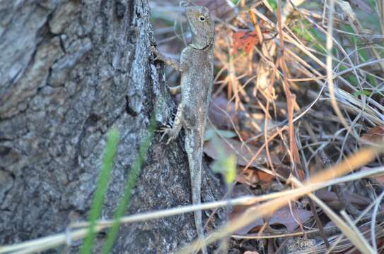 Image of Kirk's Rock Agama