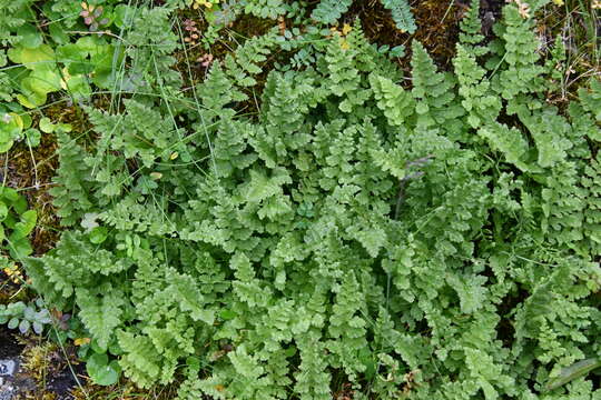 Image of brittle bladder fern