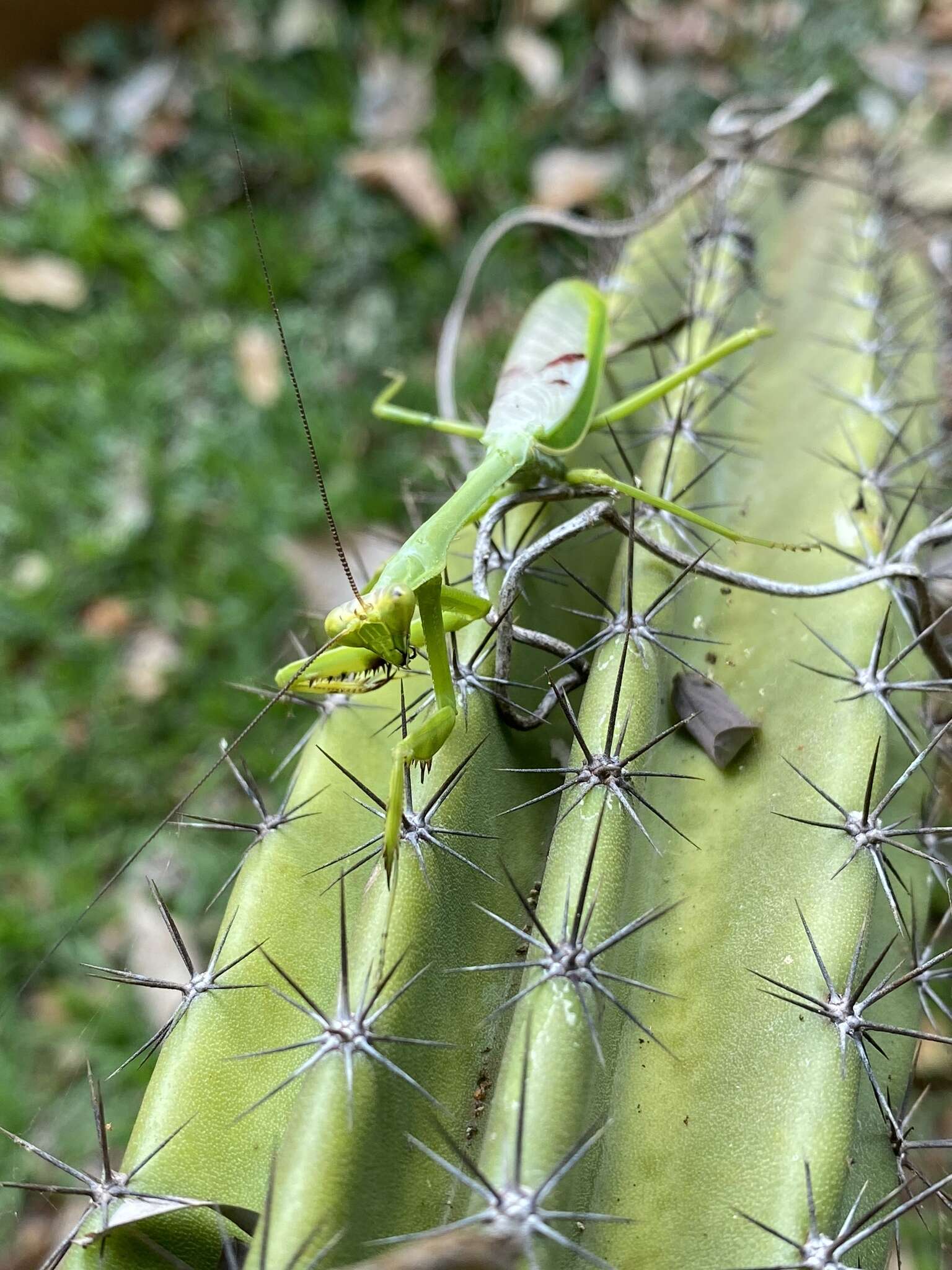 Image of Stagmatoptera supplicaria Burmeister 1838