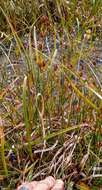 Image de Juncus castaneus subsp. castaneus