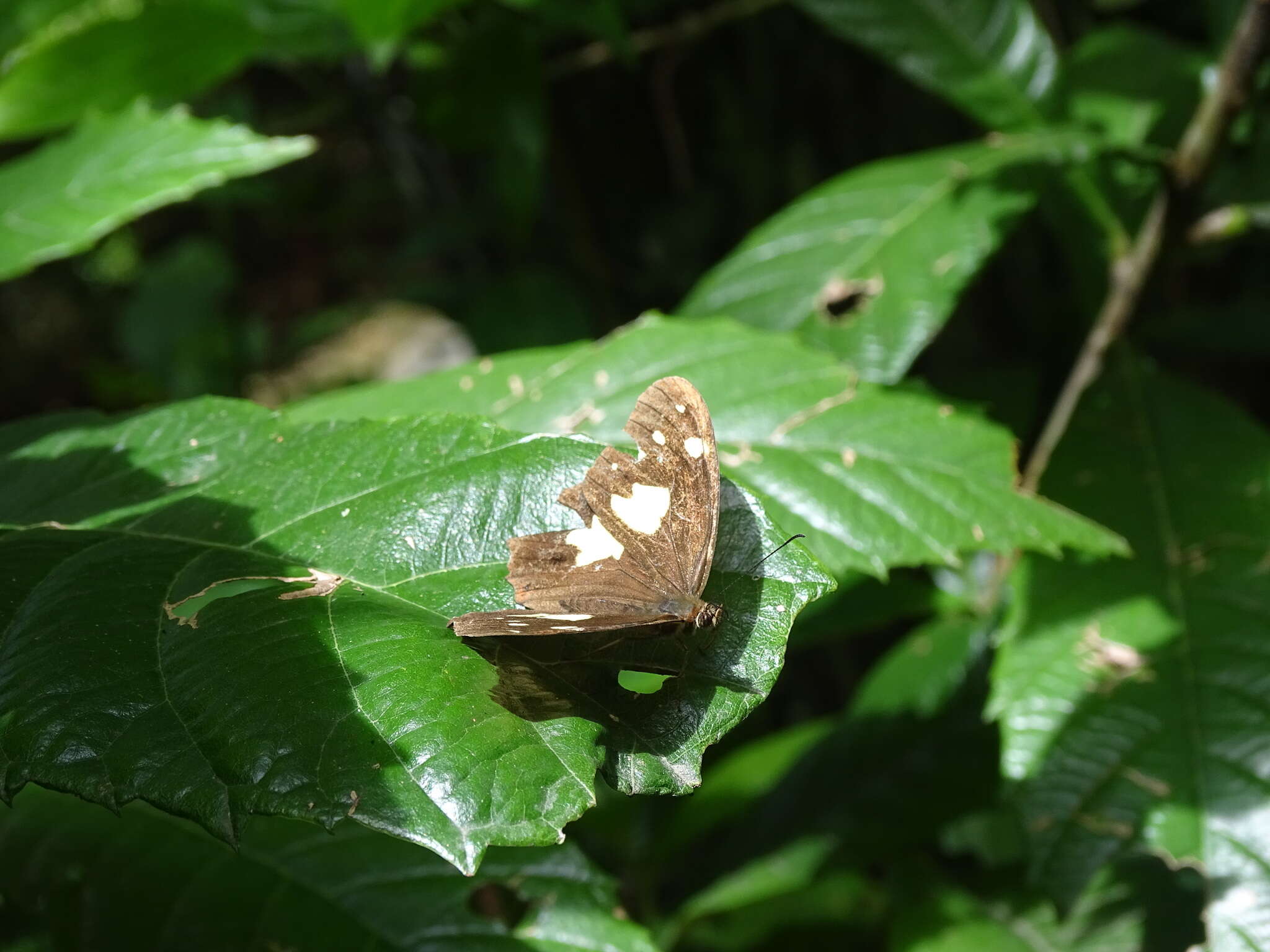 Image de <i>Oxeoschistus tauropolis</i>