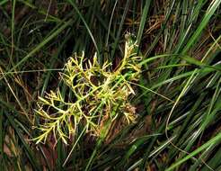 Image of Carex multispiculata Luceño & Martín-Bravo