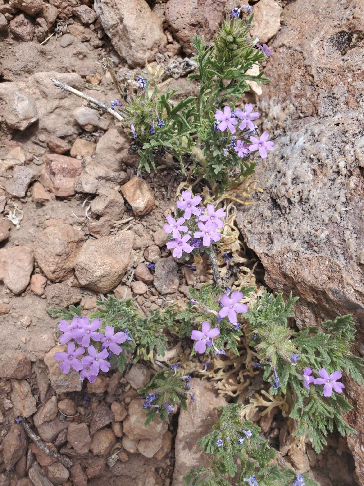 Image of Davis Mountain mock vervain