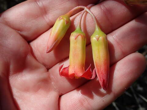 Image of Cotyledon adscendens R. A. Dyer