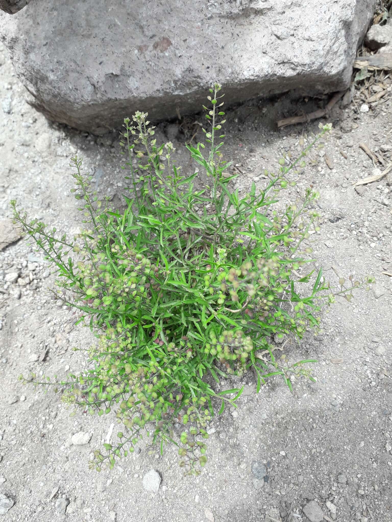 Sivun Lepidium bipinnatifidum Desv. kuva