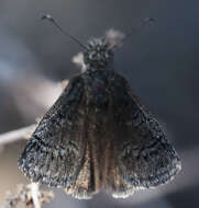 Image of Sleepy Duskywing