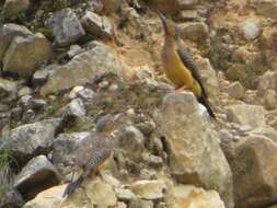 Image of Andean Flicker