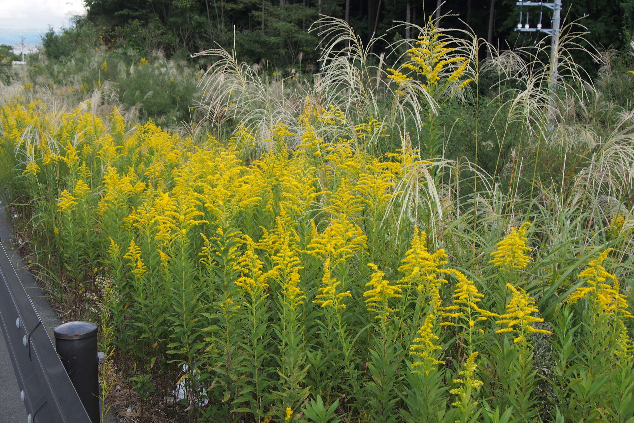 Image of Canada goldenrod