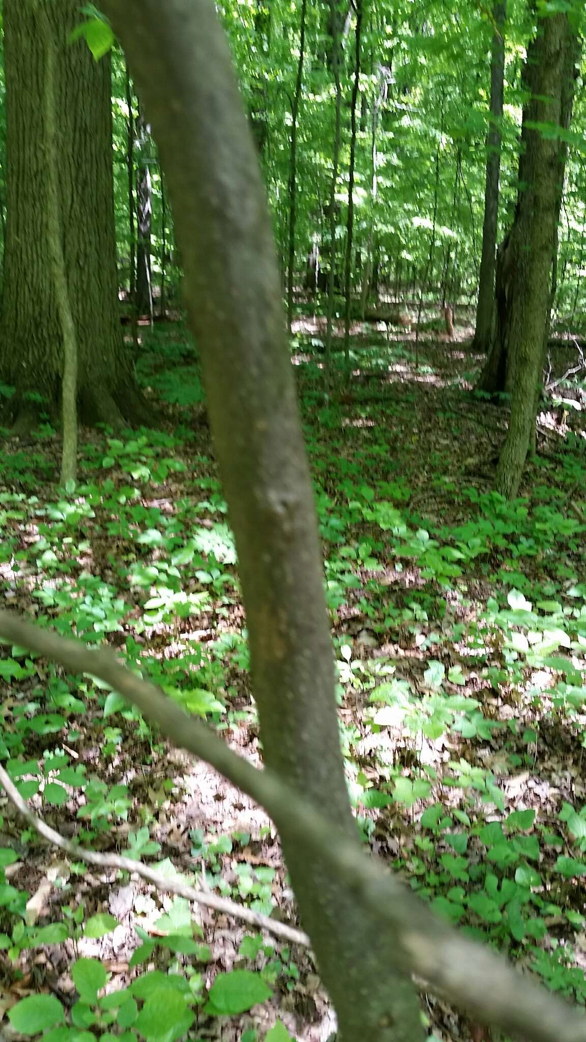 Image of northern spicebush