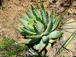 Image of Aloe brevifolia Mill.