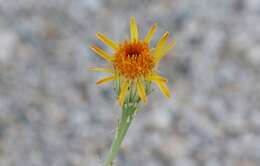 Image of Cooper's dogweed