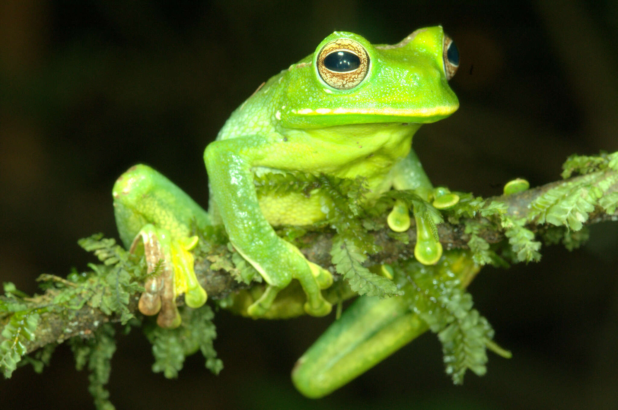 Image of Pastaza Marsupial Frog