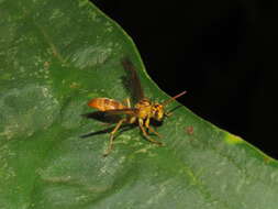 Image of Agelaia myrmecophila (Ducke 1905)