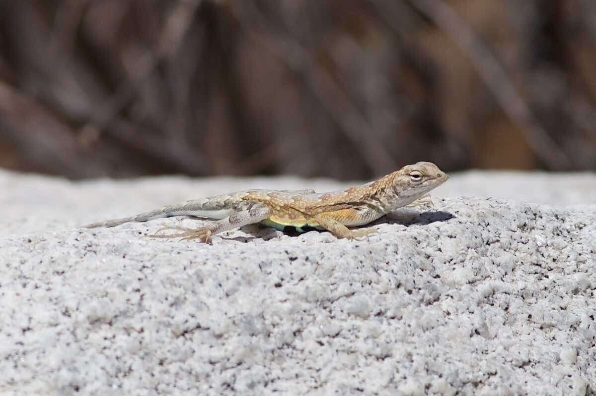 Image of Zebratail lizards