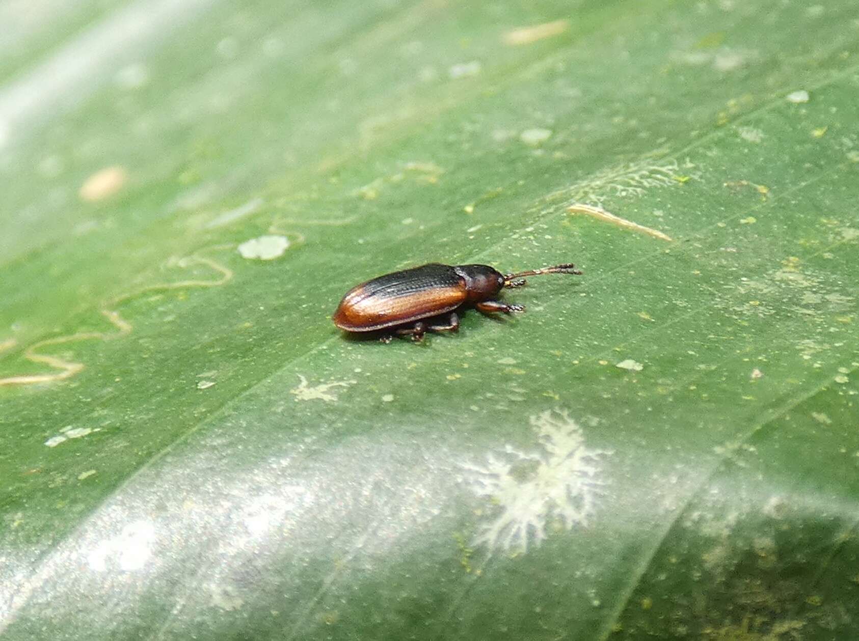 Image of Prosopodonta deplanata Uhmann 1927