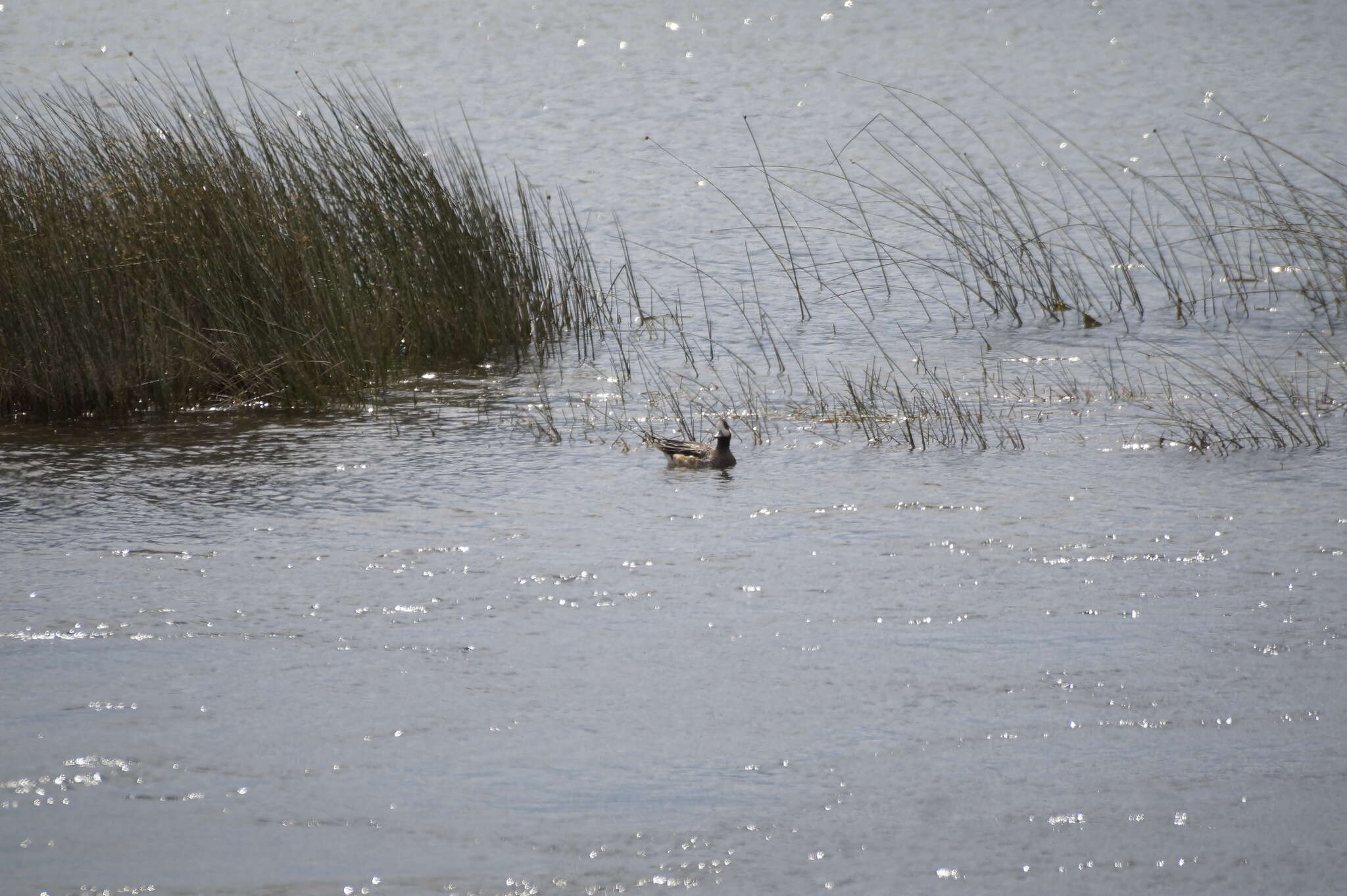 Image of Chiloe Wigeon