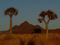 Image of Quiver tree