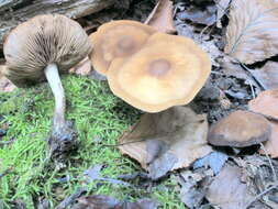 Image of Agrocybe firma (Peck) Singer 1940