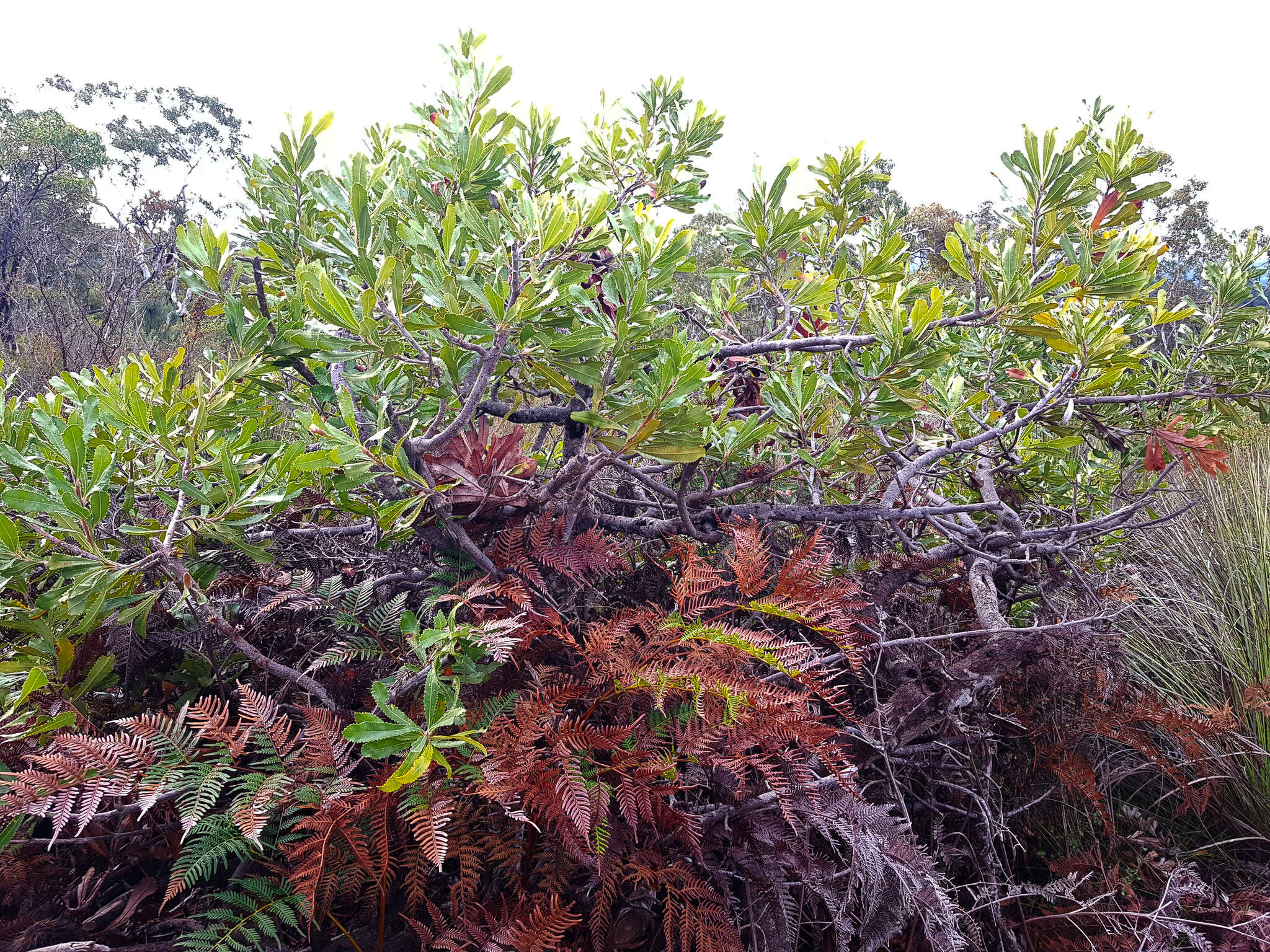 Sivun Banksia ornata F. Müll. ex Meissn. kuva