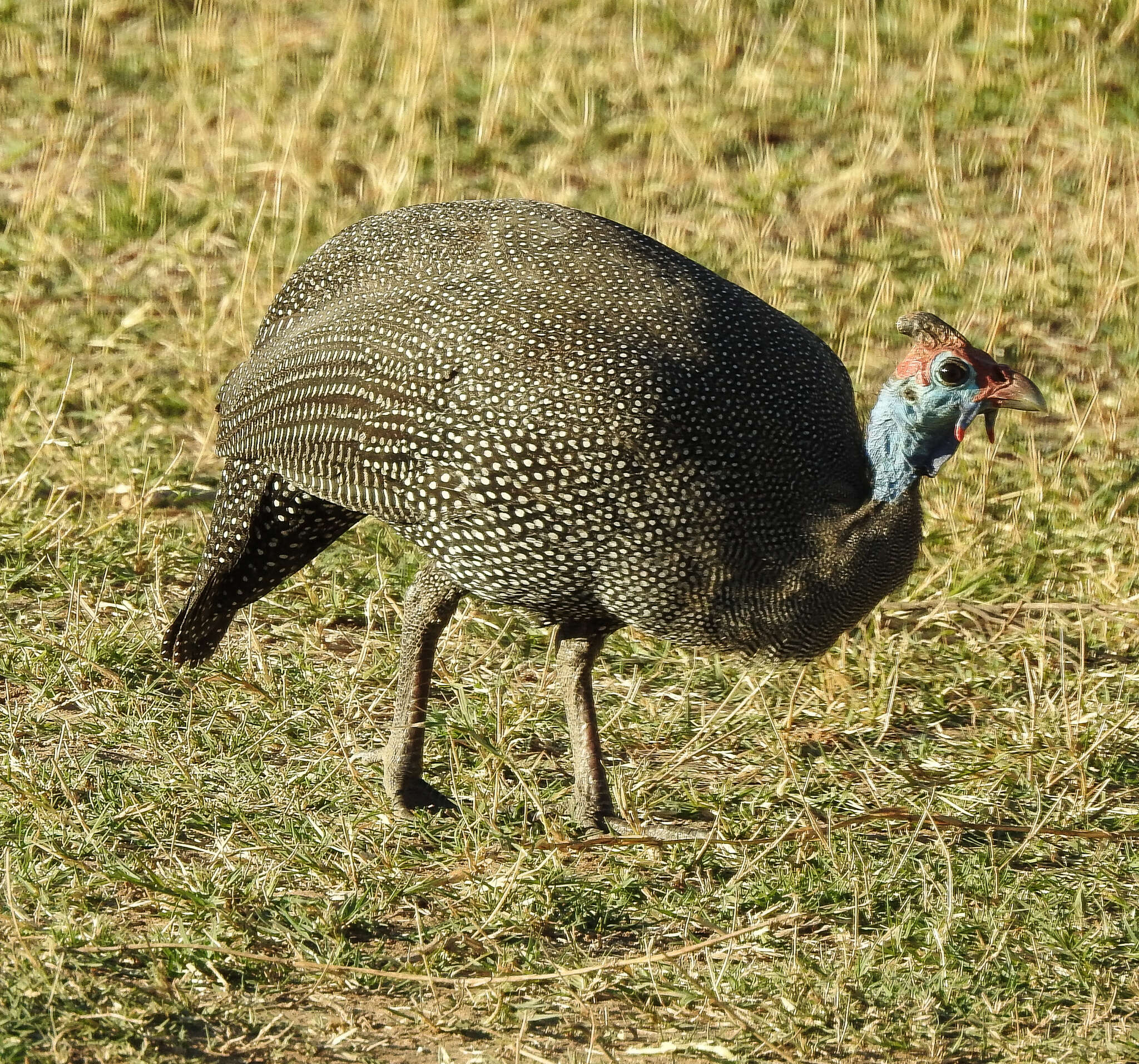 Image of Numida meleagris mitratus (Pallas 1764)