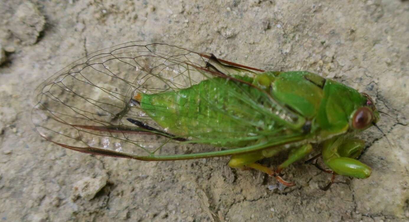 Image of April green cicada