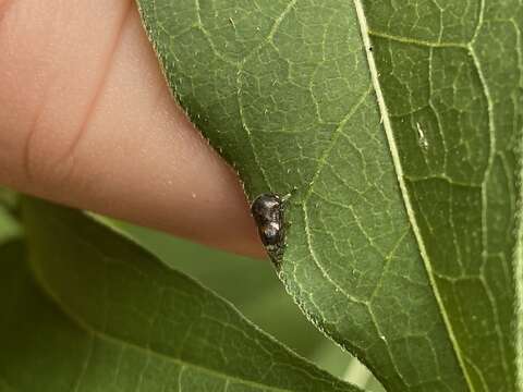 Image of Black Locust Treehopper