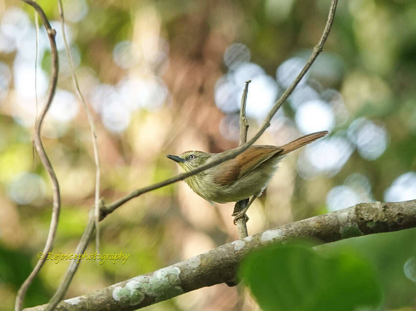 Image of Pin-striped Tit-Babbler