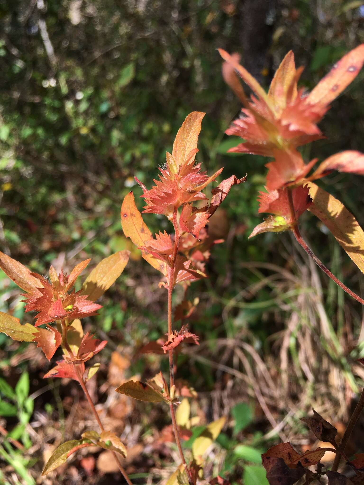 Sivun Acalypha gracilens A. Gray kuva