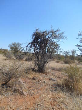 Image of Tinospora fragosa (Verdoorn) Verdoorn & Troupin