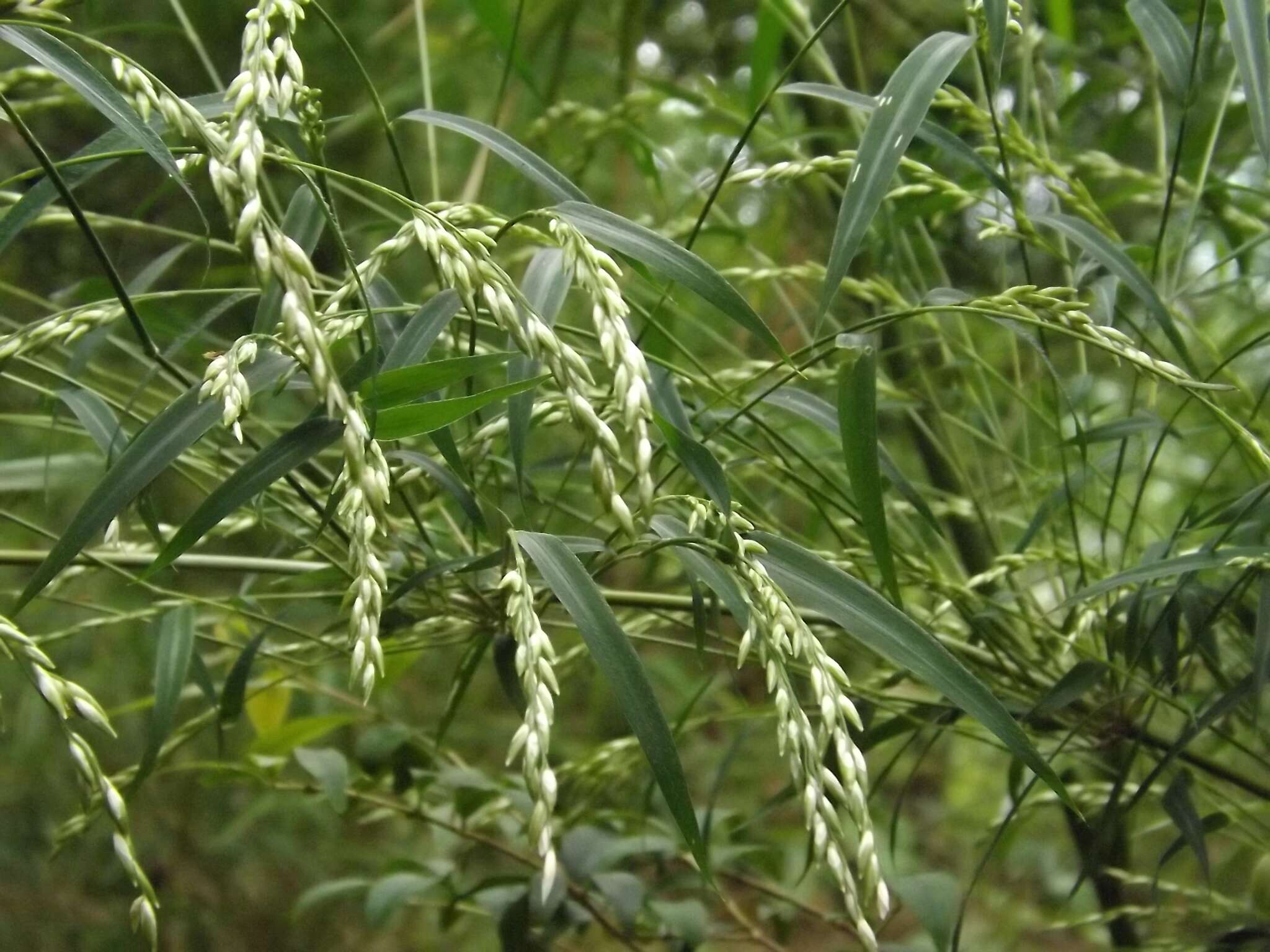 Слика од Chusquea circinata Soderstr. & C. E. Calderón