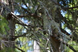 Image of Vireo solitarius solitarius (Wilson & A 1810)