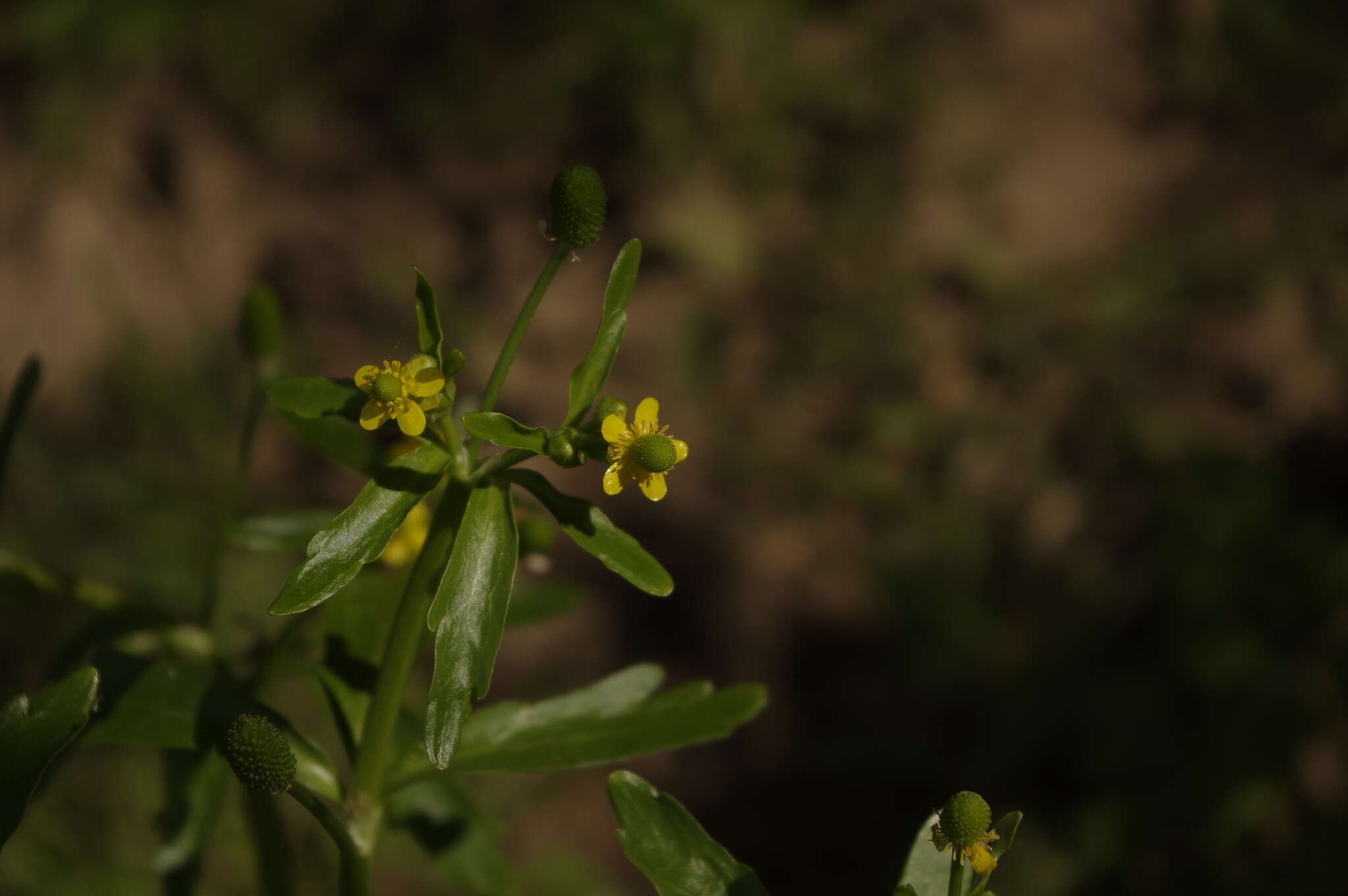 Ranunculus sceleratus subsp. sceleratus的圖片