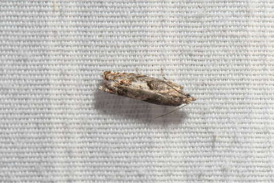 Image of Epinotia solicitana Walker 1863