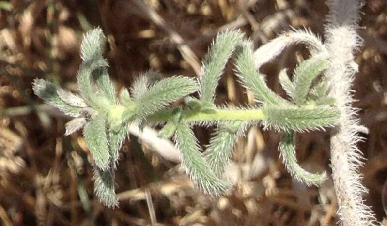 Image of Echium angustifolium Miller