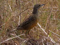 Image of Macronyx capensis capensis (Linnaeus 1766)