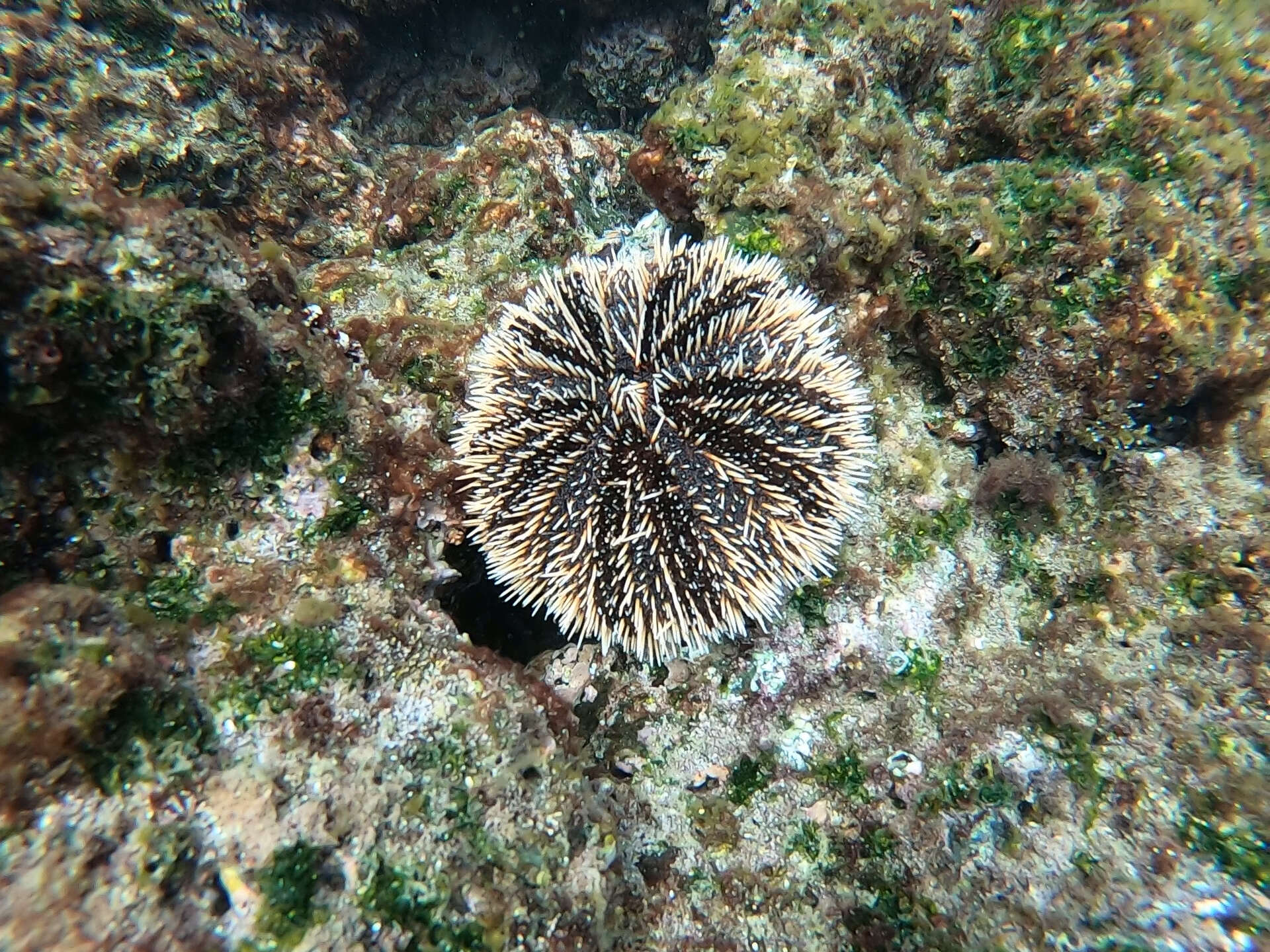 Image of White Sea Urchin