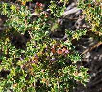 Image de Dodonaea humilis Endl.