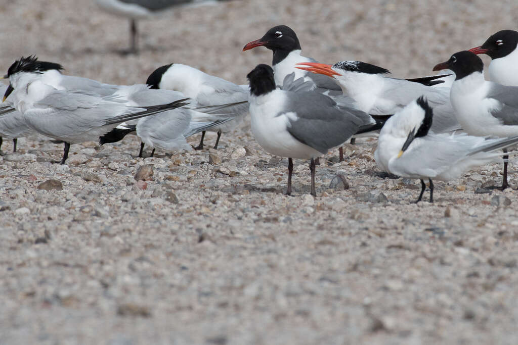 Image of Sandwich Tern