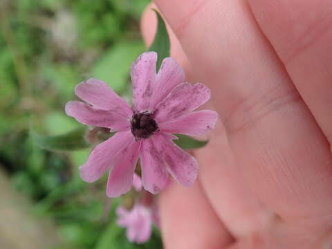 Image of Microbotryum silenes-dioicae T. Giraud, Denchev & M. E. Hood 2009