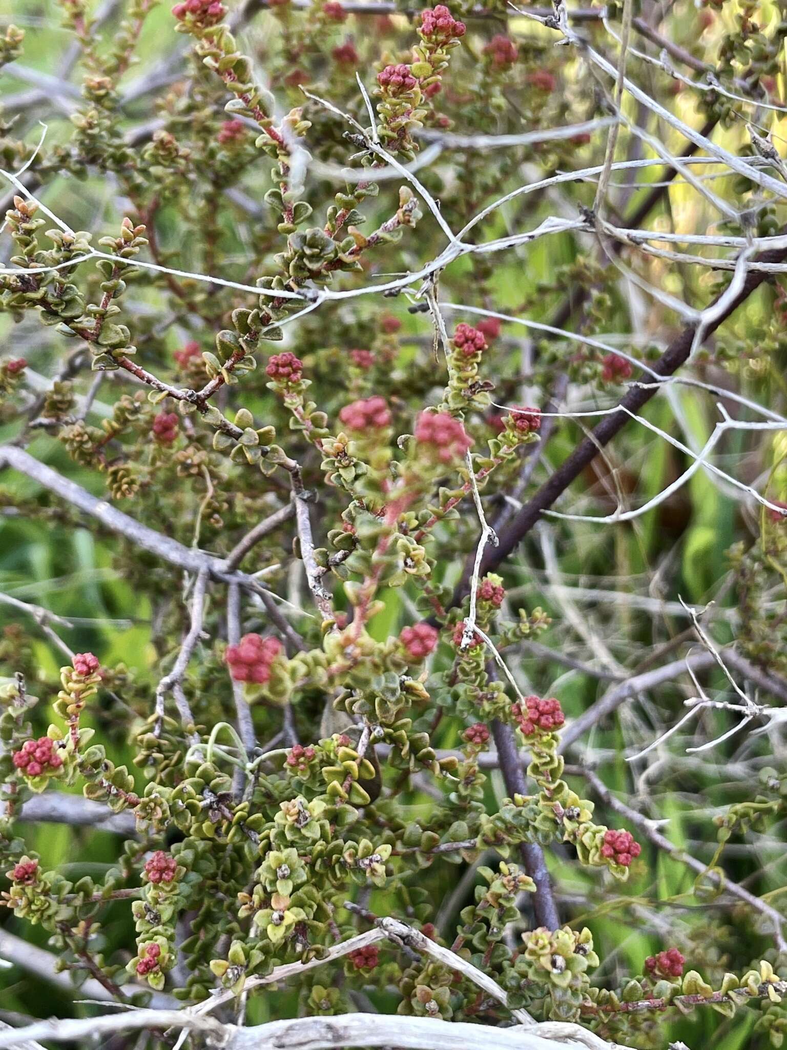 Image of Leionema microphyllum (F. Müll.) Paul G. Wilson