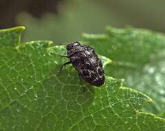 Image of Metallic wood-boring beetle