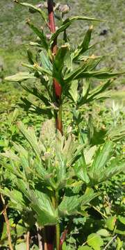 Image of California larkspur