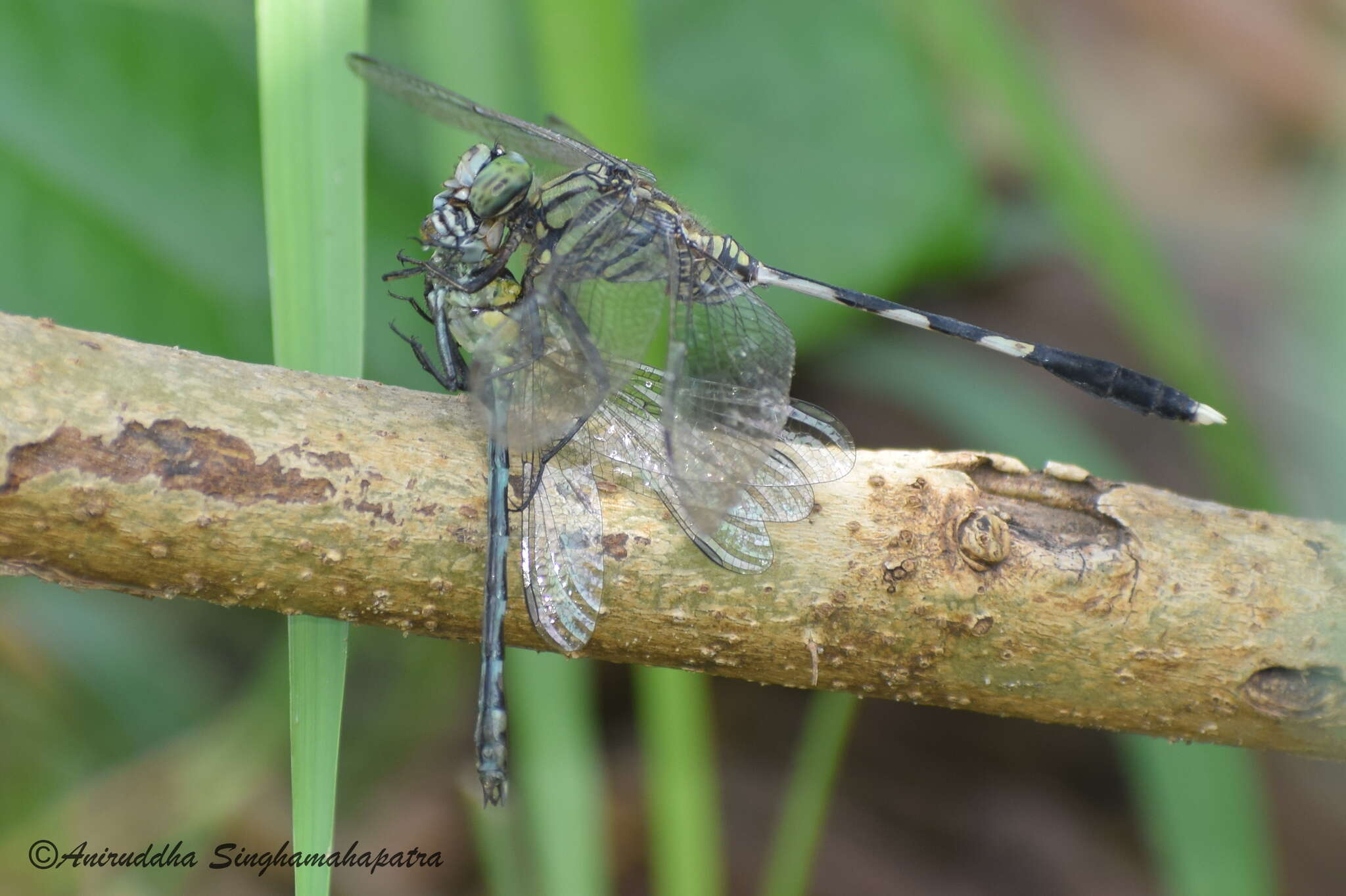 Imagem de Microgomphus torquatus (Selys 1854)