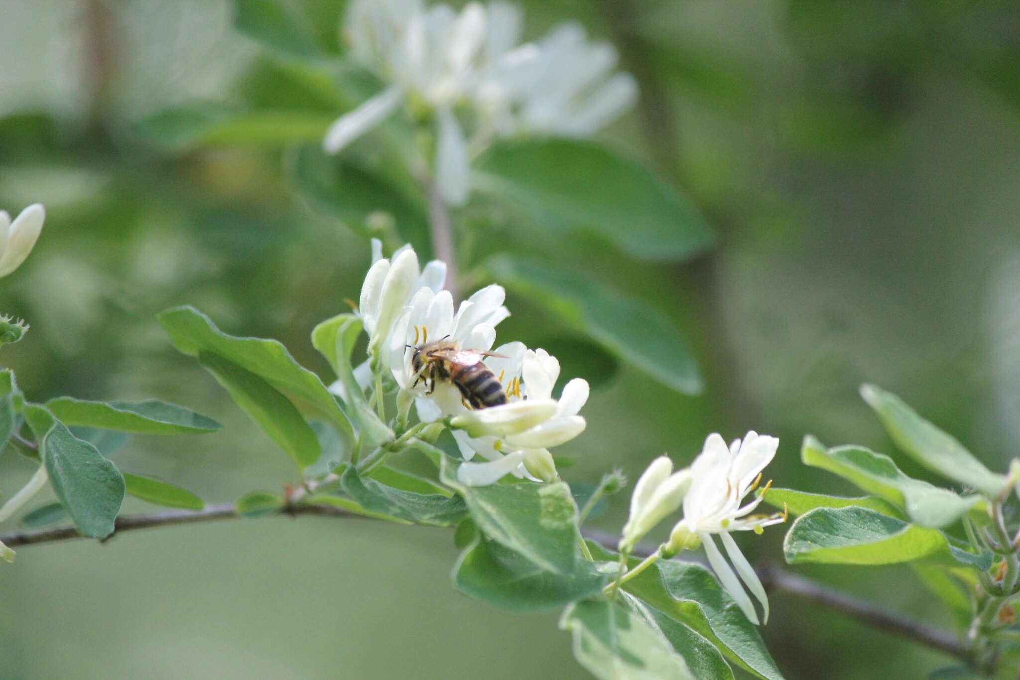 Plancia ëd Lonicera morrowii Gray